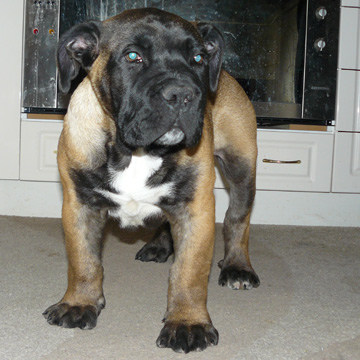 Boerboels Diesel