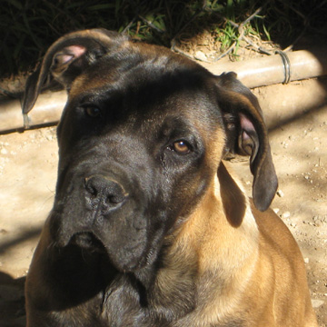 Boerboels Dora