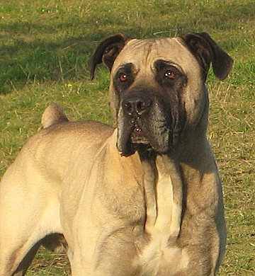 Boerboels Ataraxia Hector