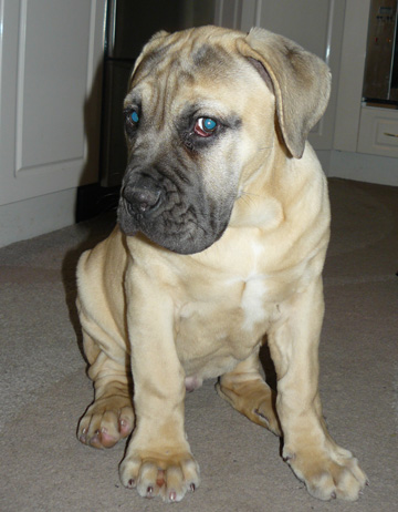 Boerboels Narla II