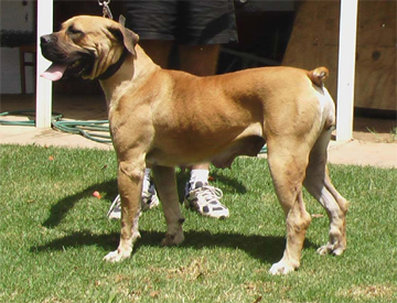 Boerboels Ataraxia Six