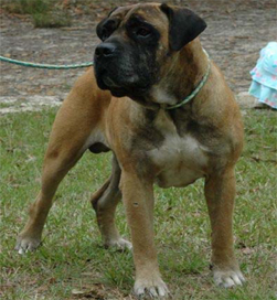 Boerboels Ysterberg Laksman