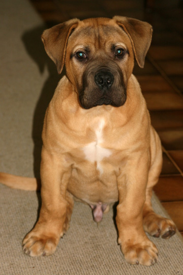 Boerboels Zeus