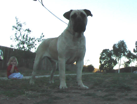 Boerboels Aradia 1