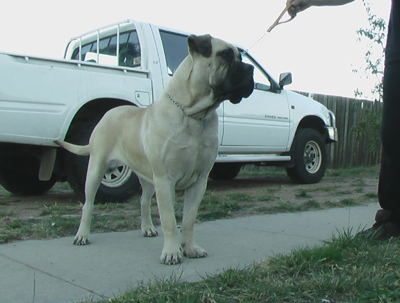 Boerboels Aradia 2