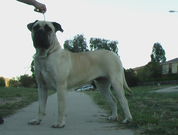 Boerboels Aradia 3