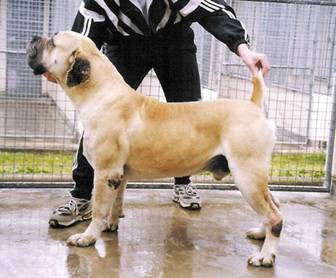 Boerboel Maestro Napoleon