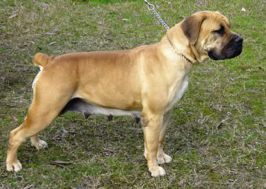 Boerboel Maestro Raisa