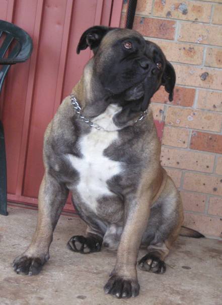 Boerboels Diesel 1