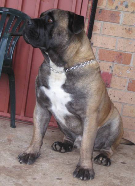 Boerboels Diesel 2