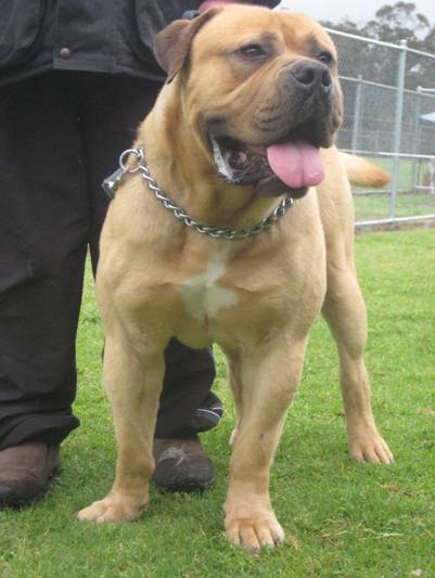 Boerboels Evolution Pattern 1