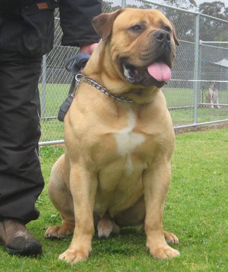 Boerboels Evolution Pattern 2