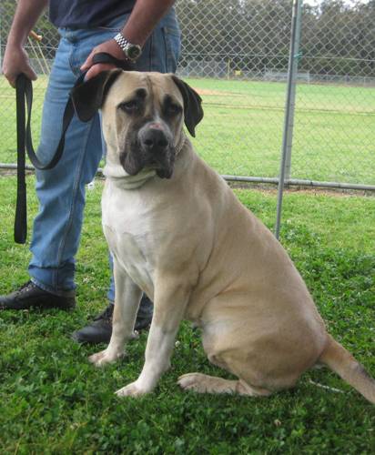 Boerboels Dandaloo Matilda 1