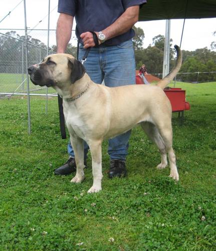 Boerboels Dandaloo Matilda 2