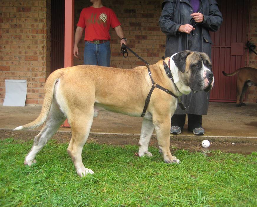 Boerboels Jedi