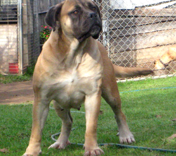 Boerboels Josephine