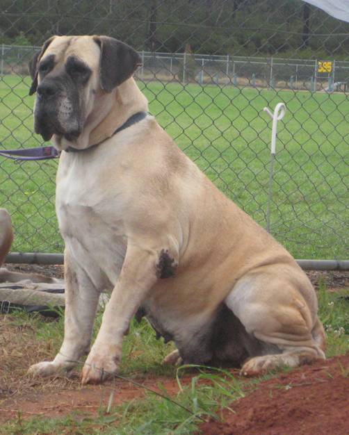 Boerboels Ataraxia Kiara