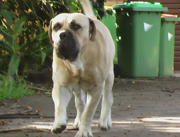 Boerboels Kruger 1