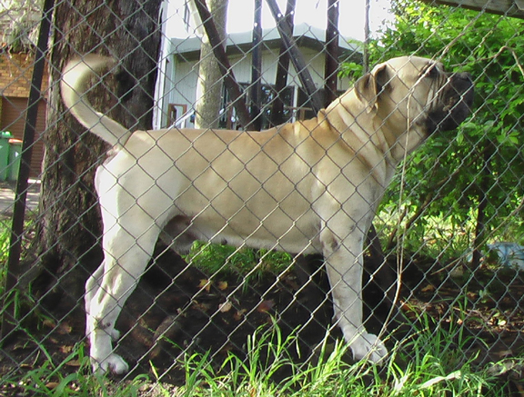 Boerboels Kruger 2