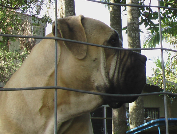 Boerboels Kruger 3