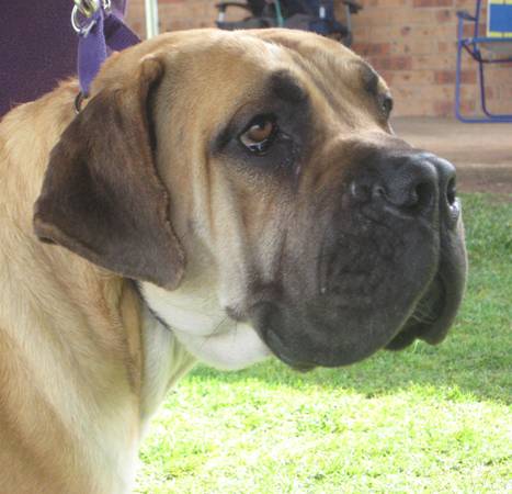 Boerboels Ysterberg Laksman 1