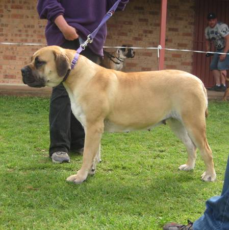 Boerboels Ysterberg Laksman 2