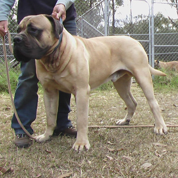 Boerboels Dandaloo Mack 2