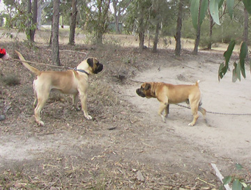 Boerboels Dandaloo Mack 1