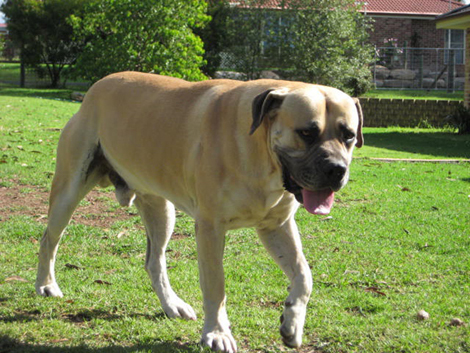 Boerboels Maximus 1