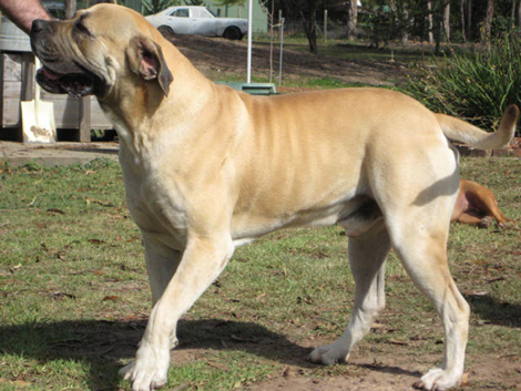 Boerboels Maximus 2