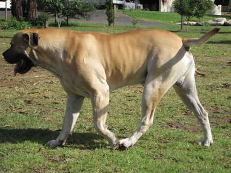 Boerboels Maximus 3