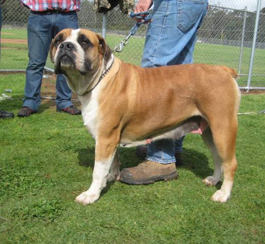 Boerboels Sheila 1