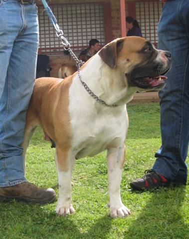 Boerboels Sheila 2