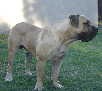 Boerboels Kamani Sherman