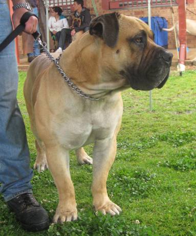 Boerboels Sherman 1