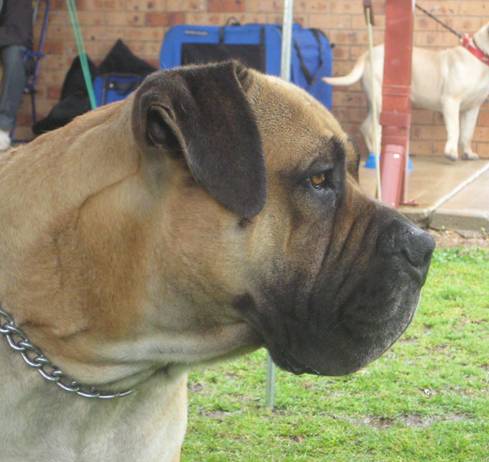 Boerboels Sherman 2