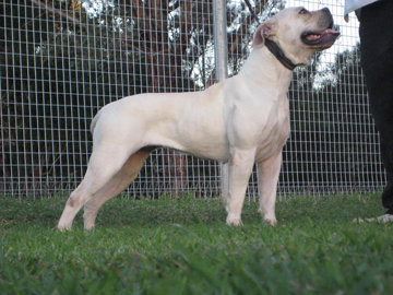 Boerboels Sweety 1