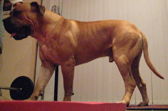 Boerboels Tyson 1