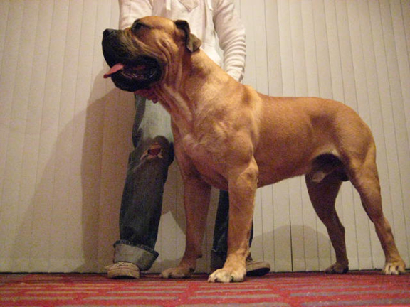 Boerboels Tyson 2