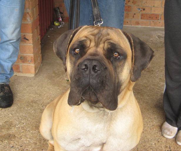 Boerboels Unknown 1