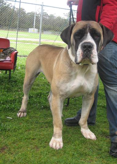 Boerboels Unknown 2