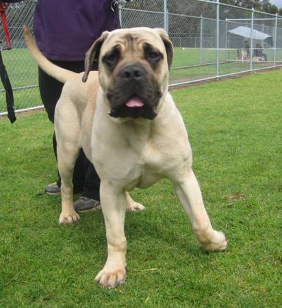 Boerboels Unknown 3b