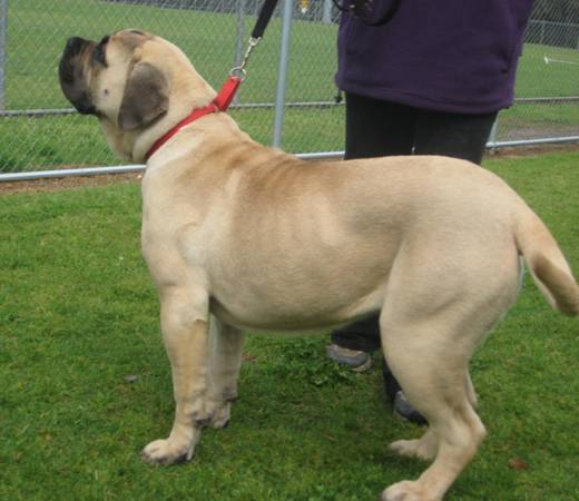 Boerboels Unknown 3a