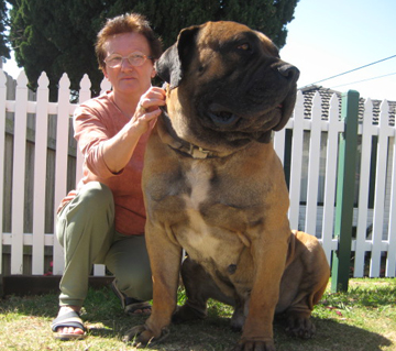 Boerboels Avalonia Waldor