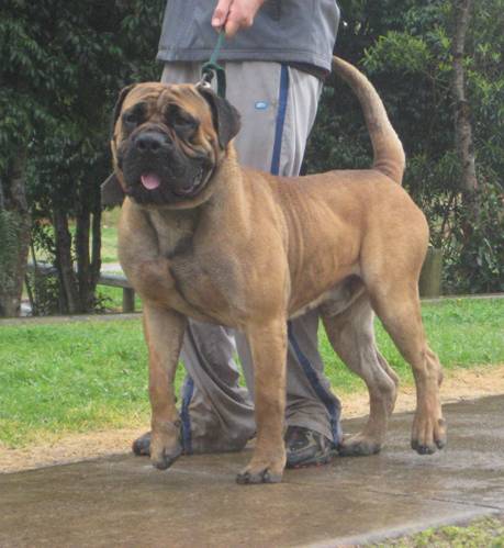 Boerboels Zeus 1