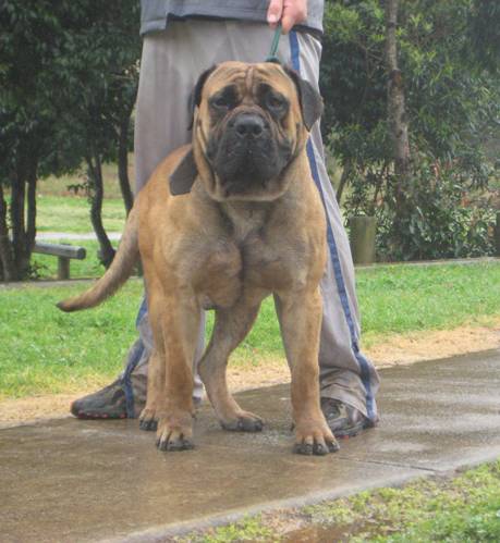 Boerboels Zeus 2