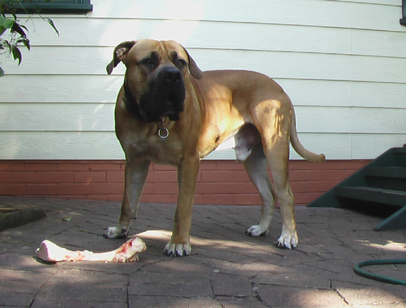 Boerboels Zouga 1