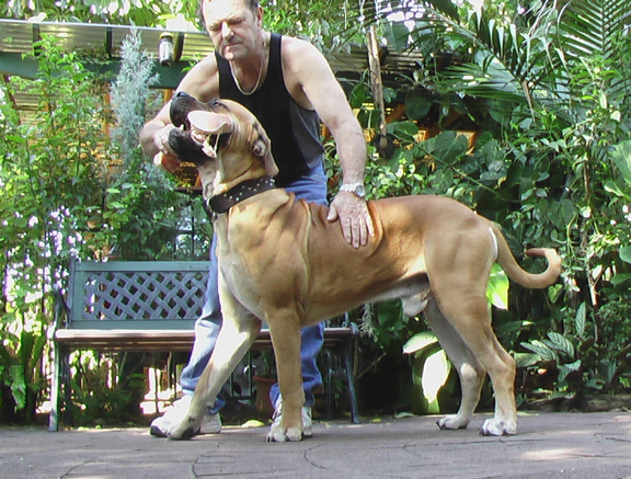 Boerboels Zouga 2