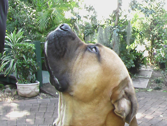 Boerboels Zouga 3